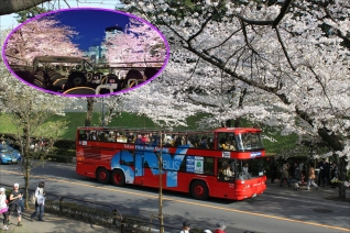 【T119】✿2023年 春の東京コース✿（3/20-4/7）